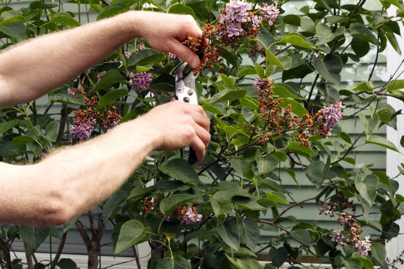 Lilac Shrub Removal Options and Tips