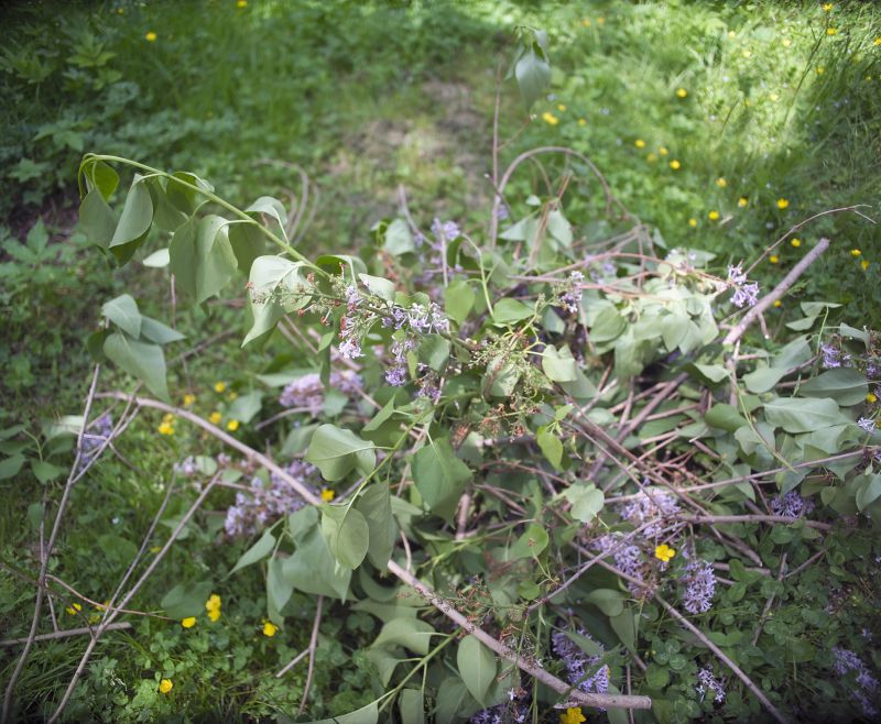 Lilac Shrub Removal