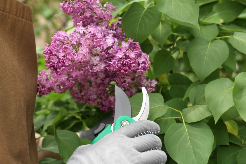Lilac Shrub Removal