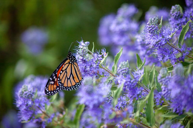 Lilac Shrub Removal Costs — Cost of Lilac Shrub Removal