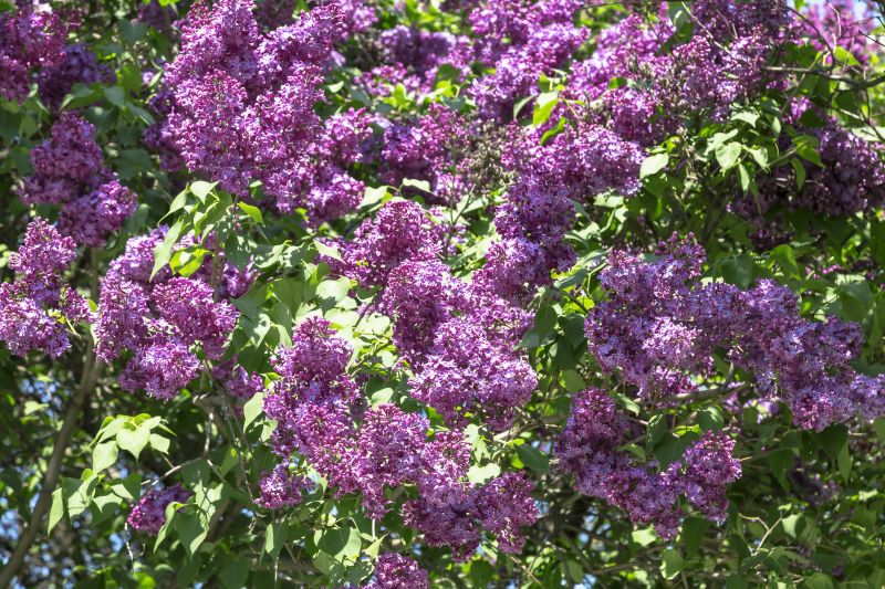 Size of the Lilac Shrub