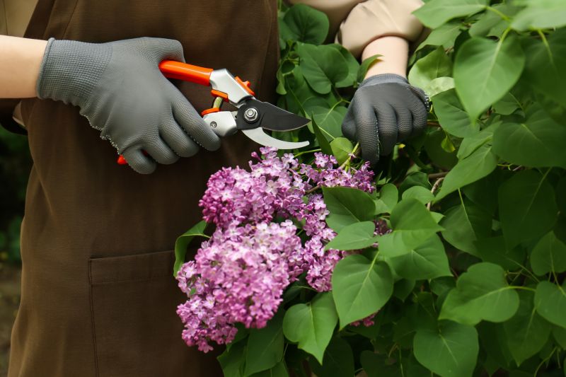 Lilac Shrub Removal