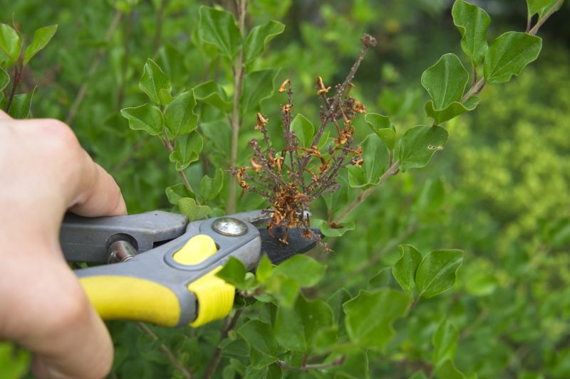 Tools for Lilac Removal