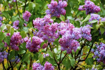 Create Space for Other Plants by Removing Lilacs!