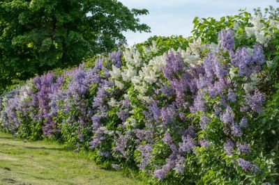 Get Professional Shrub Removal Services!